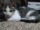 Gato raça  idade Abaixo de 2 meses nome Cerafim