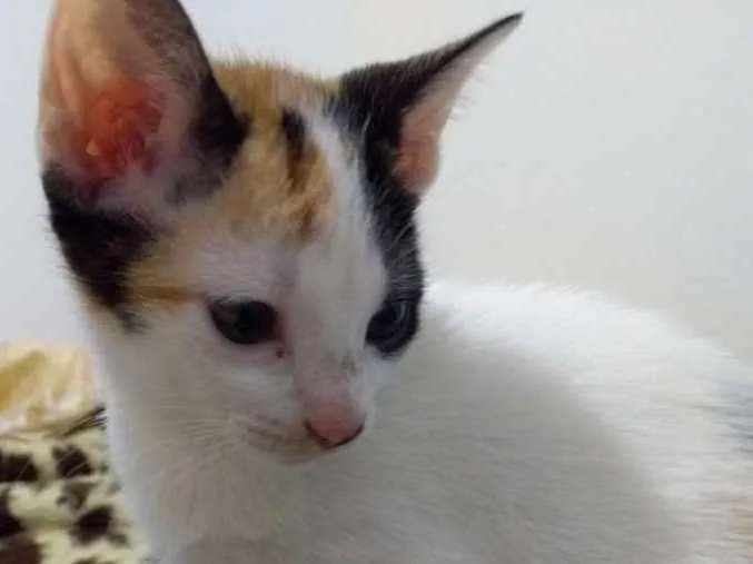 Gato ra a  idade Abaixo de 2 meses nome Ainda não tem nome 