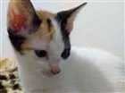 Gato raça  idade Abaixo de 2 meses nome Ainda não tem nome 