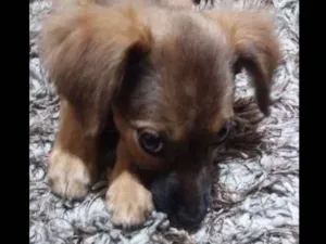 Cachorro raça viralata idade 2 a 6 meses nome Amora 