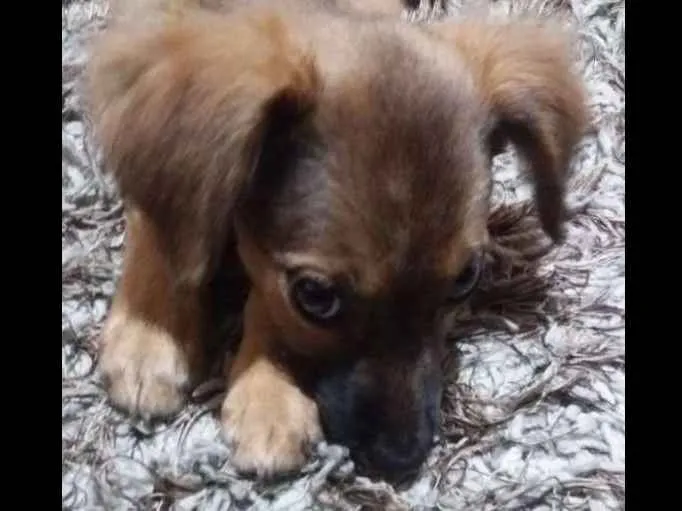 Cachorro ra a viralata idade 2 a 6 meses nome Amora 