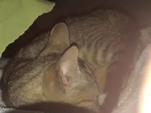 Gato raça Vira-lata  idade 2 a 6 meses nome Hina 