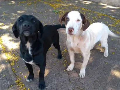 Cachorro raça Sem raça definida idade 1 ano nome Não sei