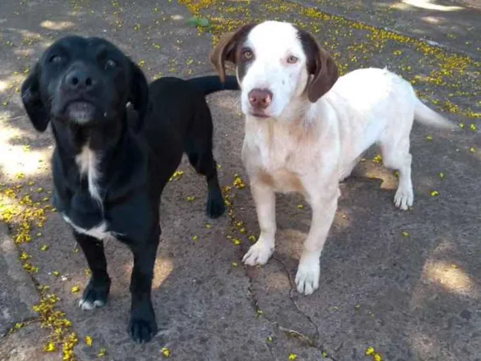 Cachorro ra a Sem raça definida idade 1 ano nome Não sei