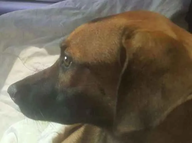 Cachorro ra a Sem raça definida idade 7 a 11 meses nome Ester