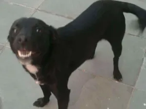 Cachorro raça Mestiça idade 2 anos nome Luke