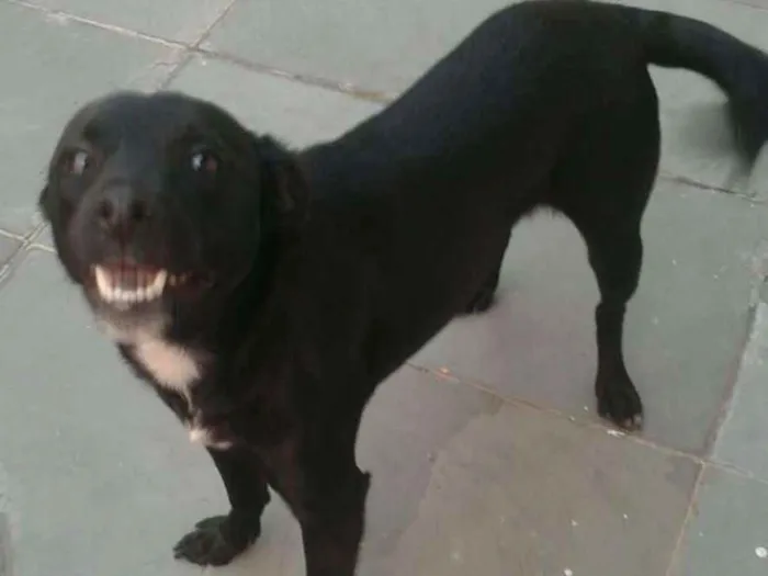 Cachorro ra a Mestiça idade 2 anos nome Luke