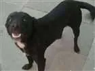 Cachorro raça Mestiça idade 2 anos nome Luke