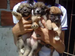 Cachorro raça Vira lata idade 2 a 6 meses nome Cadelinhas