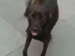 Cachorro raça Mestiça idade 2 anos nome Milly