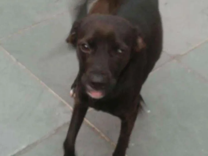 Cachorro ra a Mestiça idade 2 anos nome Milly