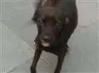 Cachorro raça Mestiça idade 2 anos nome Milly
