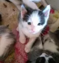 Amora