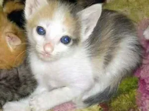 Gato raça SRD idade 2 a 6 meses nome Caramelo