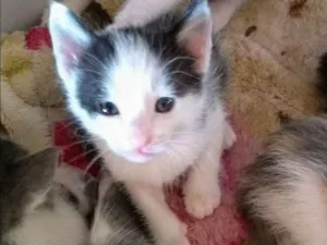 Gato raça SRD idade 2 a 6 meses nome Amora