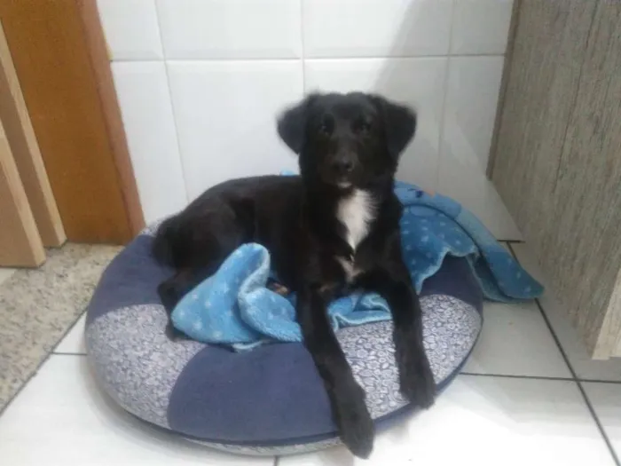Cachorro ra a Srd idade 7 a 11 meses nome Dora