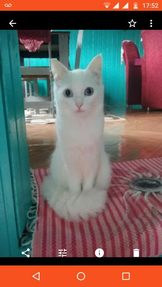 Gato ra a idade nome Mel