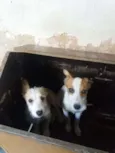  machos e sem nome