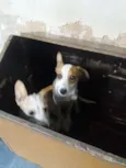  machos e sem nome