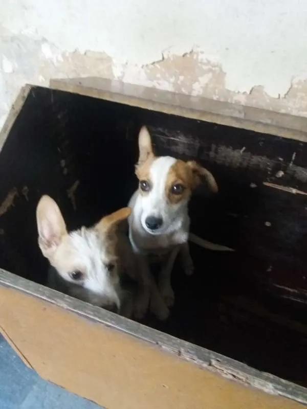 Cachorro raça Poodle mestiço idade 2 a 6 meses nome  machos e sem nome