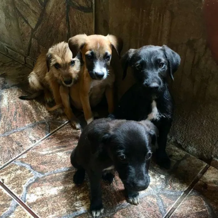Cachorro ra a Não sei idade Abaixo de 2 meses nome Não tem