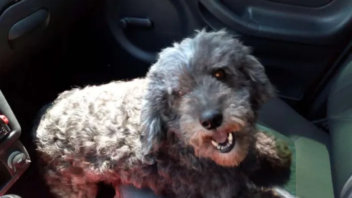 Cachorro ra a poodle idade 5 anos nome Toddy