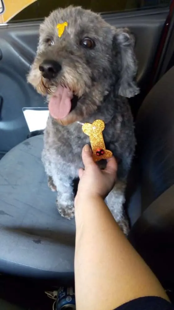 Cachorro ra a poodle idade 5 anos nome Toddy