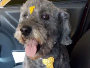 Cachorro raça poodle idade 5 anos nome Toddy