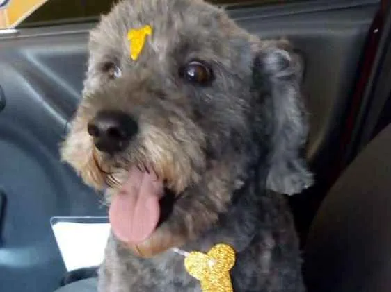 Cachorro ra a poodle idade 5 anos nome Toddy