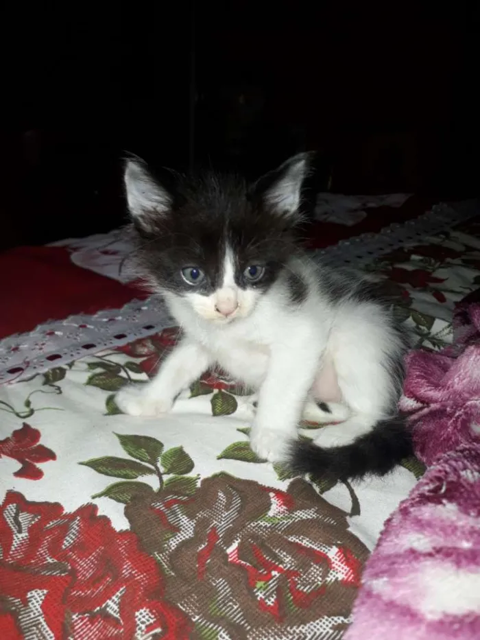 Gato raça  idade 2 a 6 meses nome Sem nome