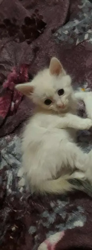 Gato raça  idade 2 a 6 meses nome Sem nome