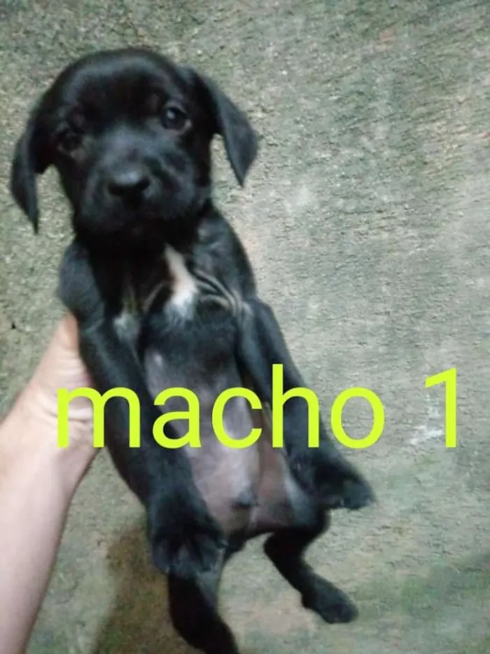Cachorro raça Mestiço idade Abaixo de 2 meses nome Mestiços