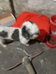 Bilu