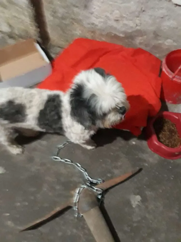 Cachorro ra a Shih-tzu idade  nome Bilu