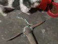 Bilu