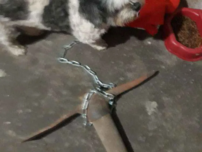 Cachorro ra a Shih-tzu idade  nome Bilu