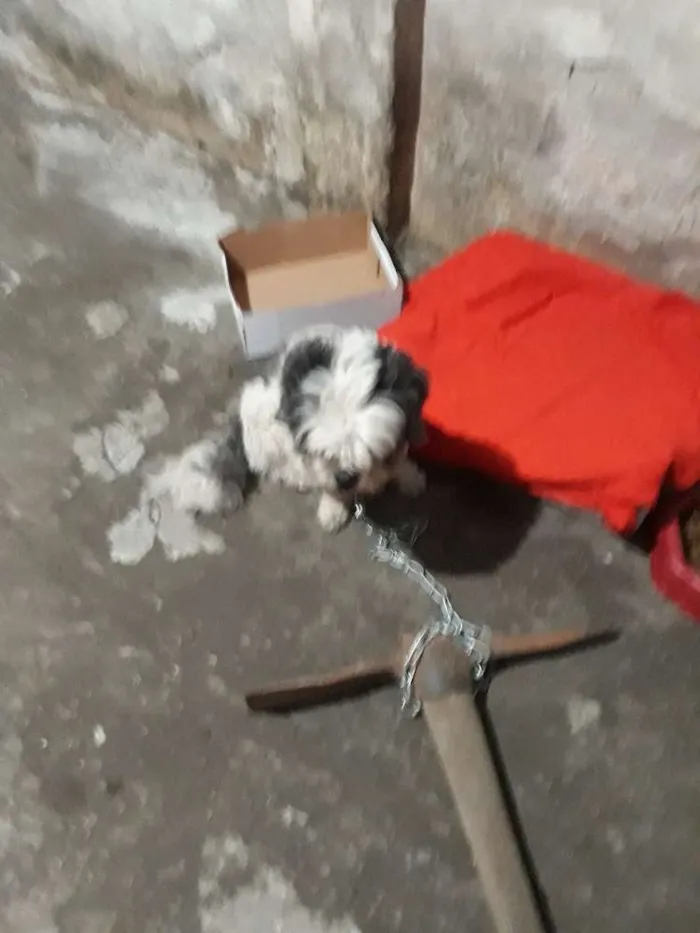 Cachorro ra a Shih-tzu idade  nome Bilu