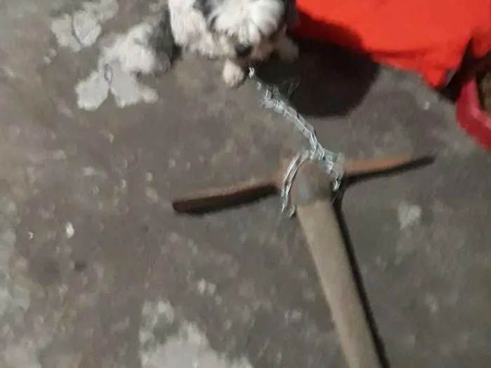 Cachorro ra a Shih-tzu idade  nome Bilu