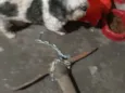 Bilu