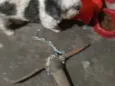 Bilu