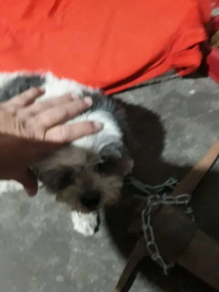 Cachorro ra a Shih-tzu idade  nome Bilu