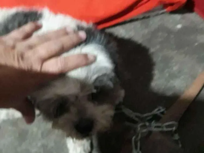 Cachorro ra a Shih-tzu idade  nome Bilu