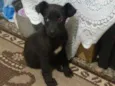Stella