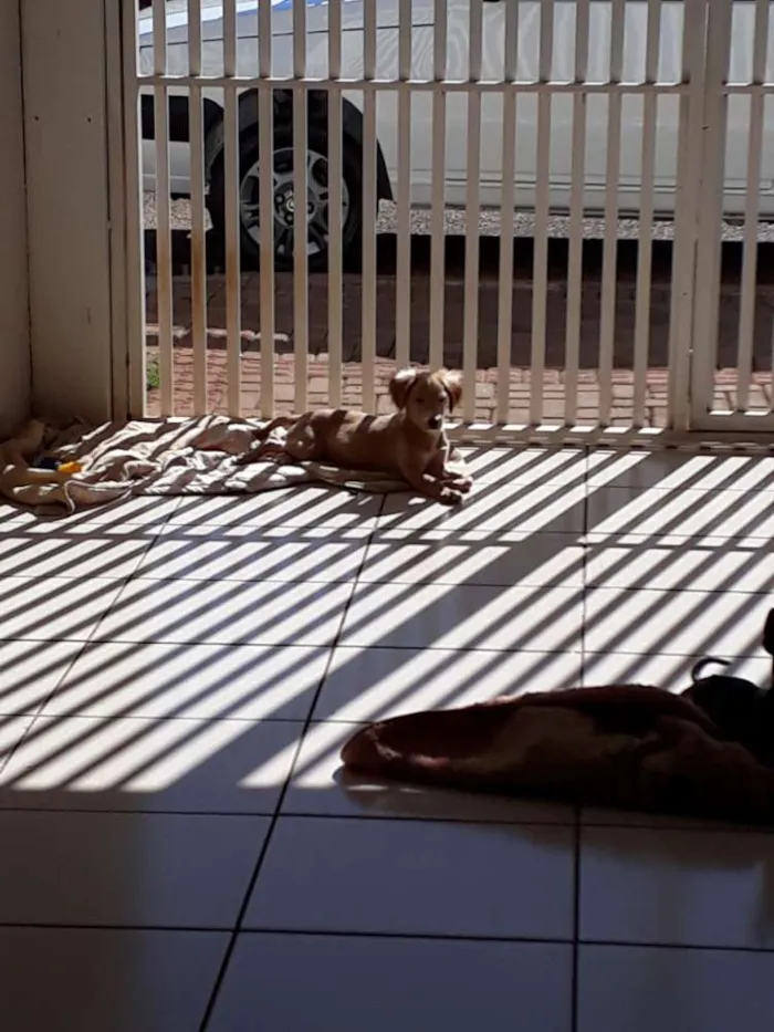 Cachorro ra a Vira Lata  idade 2 a 6 meses nome Lua