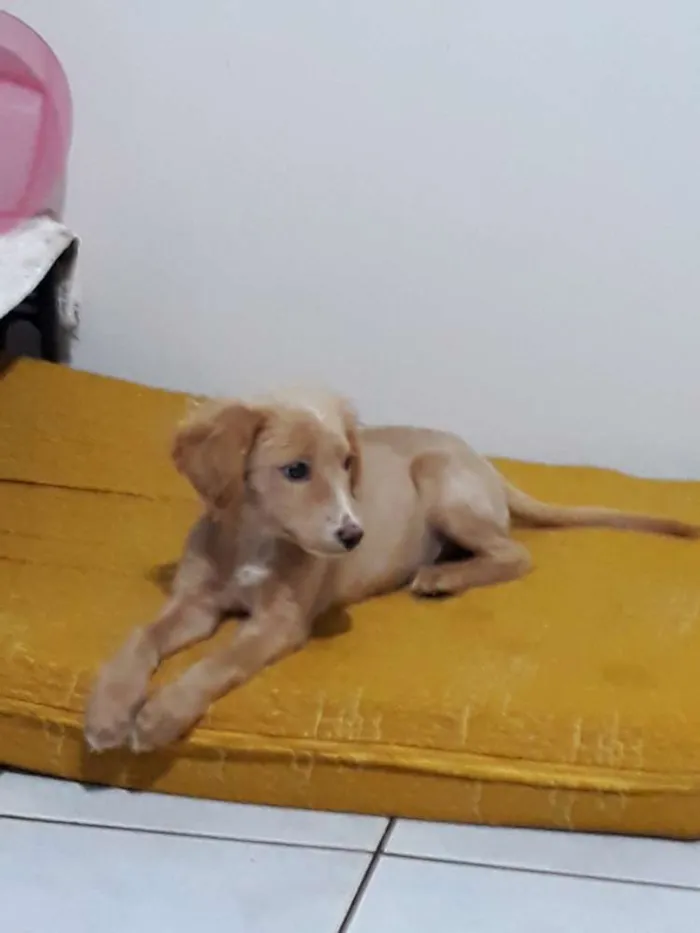 Cachorro ra a Vira Lata  idade 2 a 6 meses nome Lua