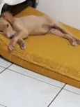 Lua