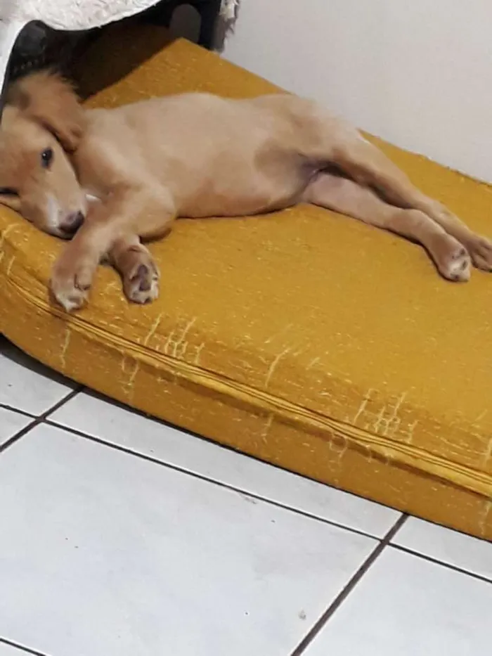 Cachorro ra a Vira Lata  idade 2 a 6 meses nome Lua