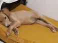 Lua