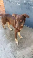 Choquito
