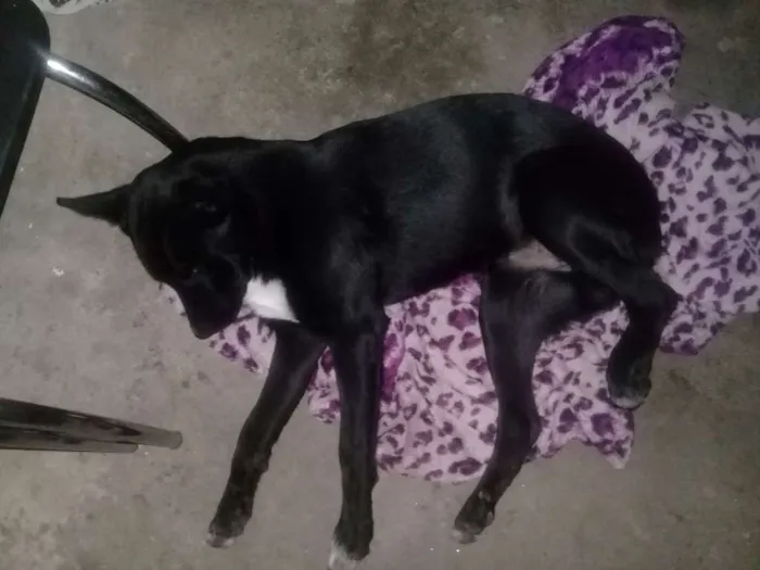 Cachorro ra a SRD idade 1 ano nome Tobby